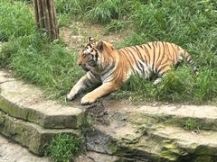 -大连森林动物园