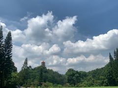 -深圳仙湖植物园