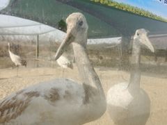 -盐城丹顶鹤湿地生态旅游区