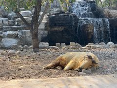 -北京野生动物园