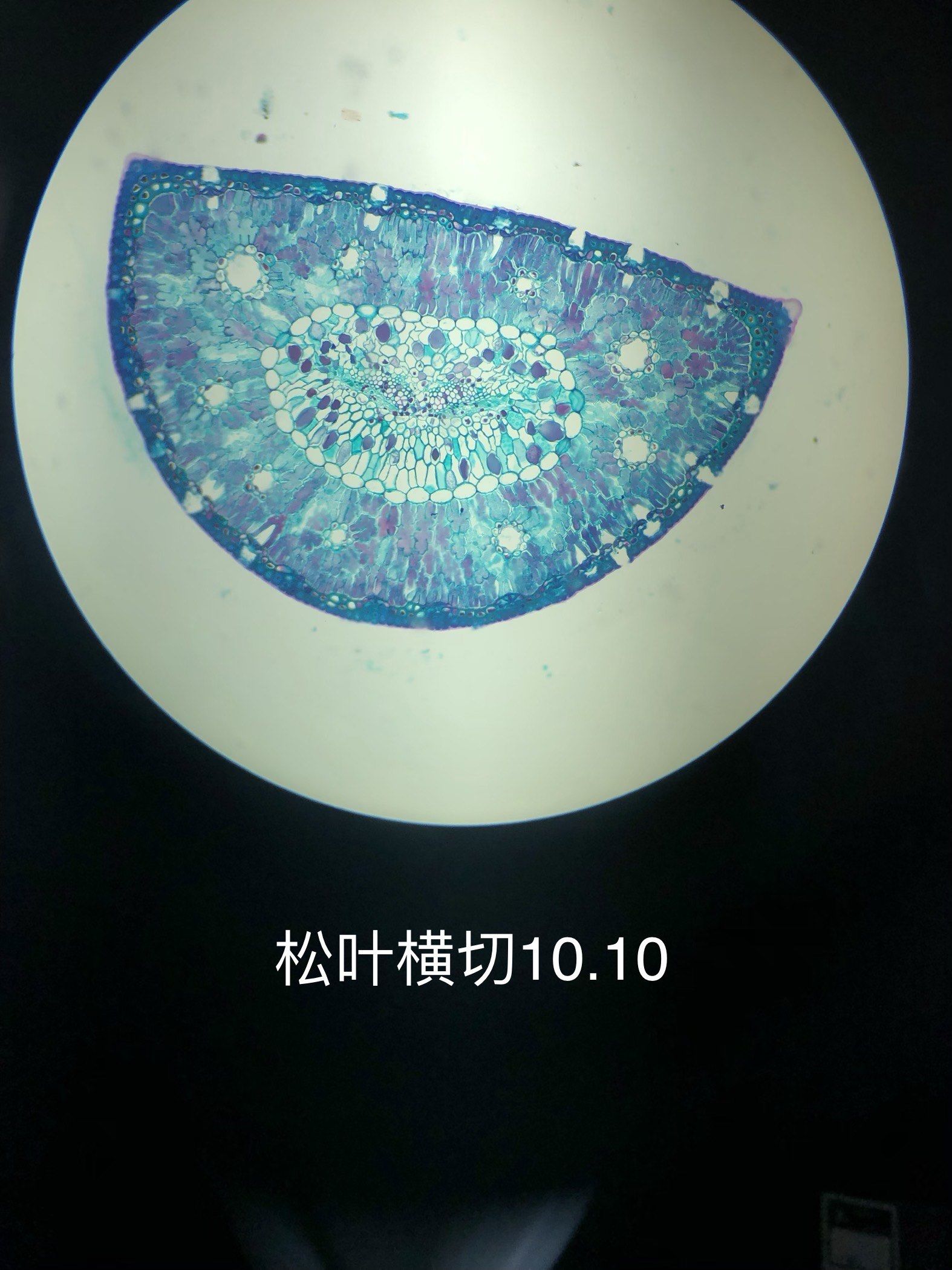 0元玩转这座城
#优质作者追光计划 
显微镜🔬下的松叶横切