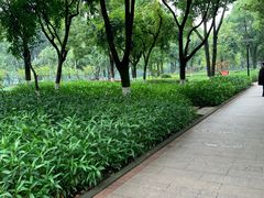 -重庆彩云湖湿地公园