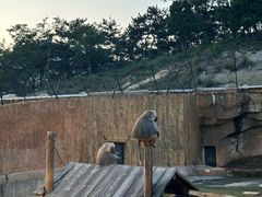 -大连森林动物园