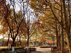 -大兴滨河森林公园