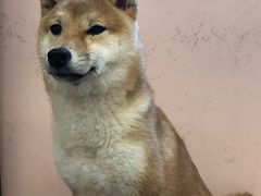 -浣熊柯尔鸭土拨鼠·电玩咖