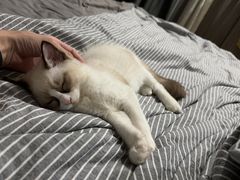 -安安宠医·安烨宠物医院·宠物保险(北仑分院)