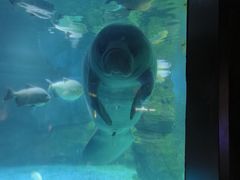 -烟台海昌鲸鲨海洋公园