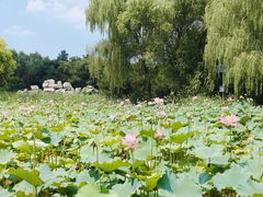 -东升八家郊野公园