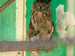 -西霞口神雕山野生动物世界