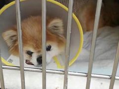 -A猫a狗全科·犬猫异宠·芥西宠物医院(南开总院)