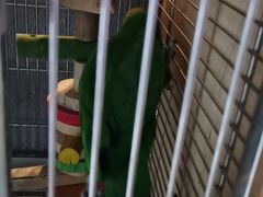 -石锅苗苗鱼(武汉首店)