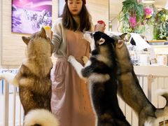 -Husky Go! 哈士奇体验馆·宠物咖啡厅狗咖
