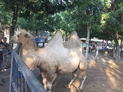 -长白岛森林公园