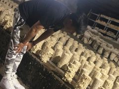 -仙蘑洞