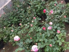 -龙大花卉苗木市场