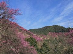 -新建村梅花