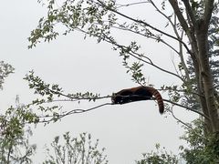 -武汉动物园