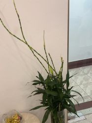 -苗方清颜·祛痘皮肤管理