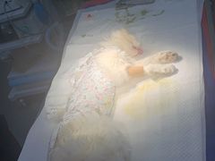 -喜多萌中农锦绣动物医院24H·猫科·牙科MRI·CT