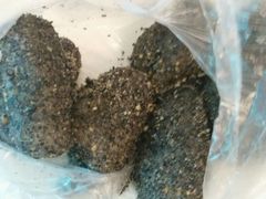-叶氏麻糍(鼓浪屿店)