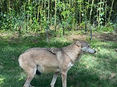 -北京野生动物园