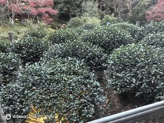 -十八棵（老龙井）御茶园(老龙井店)