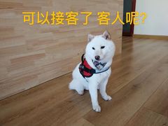 -柴犬小屋·柴餐厅·狗咖食堂(金鼎广场店)