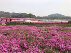 -巢湖姥山岛