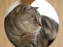 -Catmate·猫肥家润(金润铂宫店)