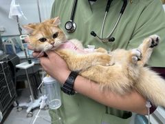 -达爱动物医院·犬猫分区·CT·复杂眼科(远洋山水分院)