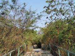 -阳台山森林公园