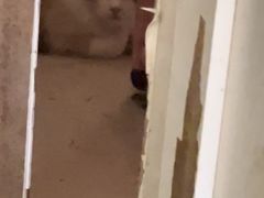 -平行世界·猫咖(首经贸店)