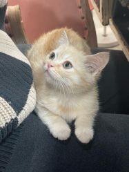 -兔猫ToMoreNails美甲美睫