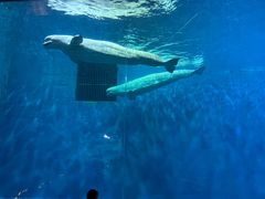 -芜湖新华联大白鲸海洋公园
