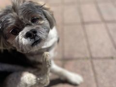 -派多格宠物·购宠(靛厂路店)