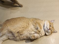 -藏猫猫咖啡主题馆(中央大道店)