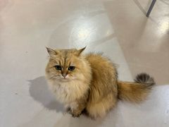 -豆逗聊愈猫阁Easy Life