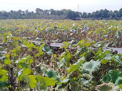 -武汉紫薇都市田园