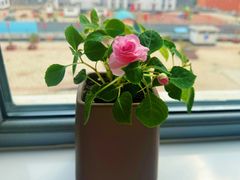 -佐度王子扒房(天鹅湖店)