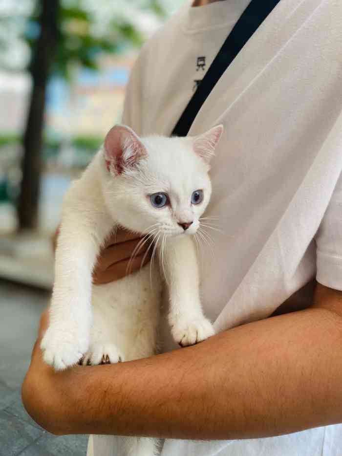 亮亮猫舍-"项目:猫咪洗澡店里的服务贴心,会帮忙检."-大众点评移动版