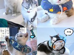 -怪兽屋·羊驼·猫咖·狗咖(俊华广场店)