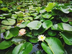 -渭南桃花源民俗文化园