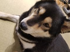 -逗柴咖啡屋·狗咖猫咖宠物桌游