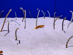 -上海海洋水族馆