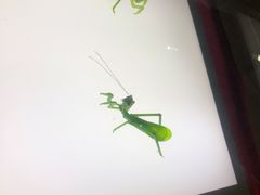 -上海昆虫博物馆