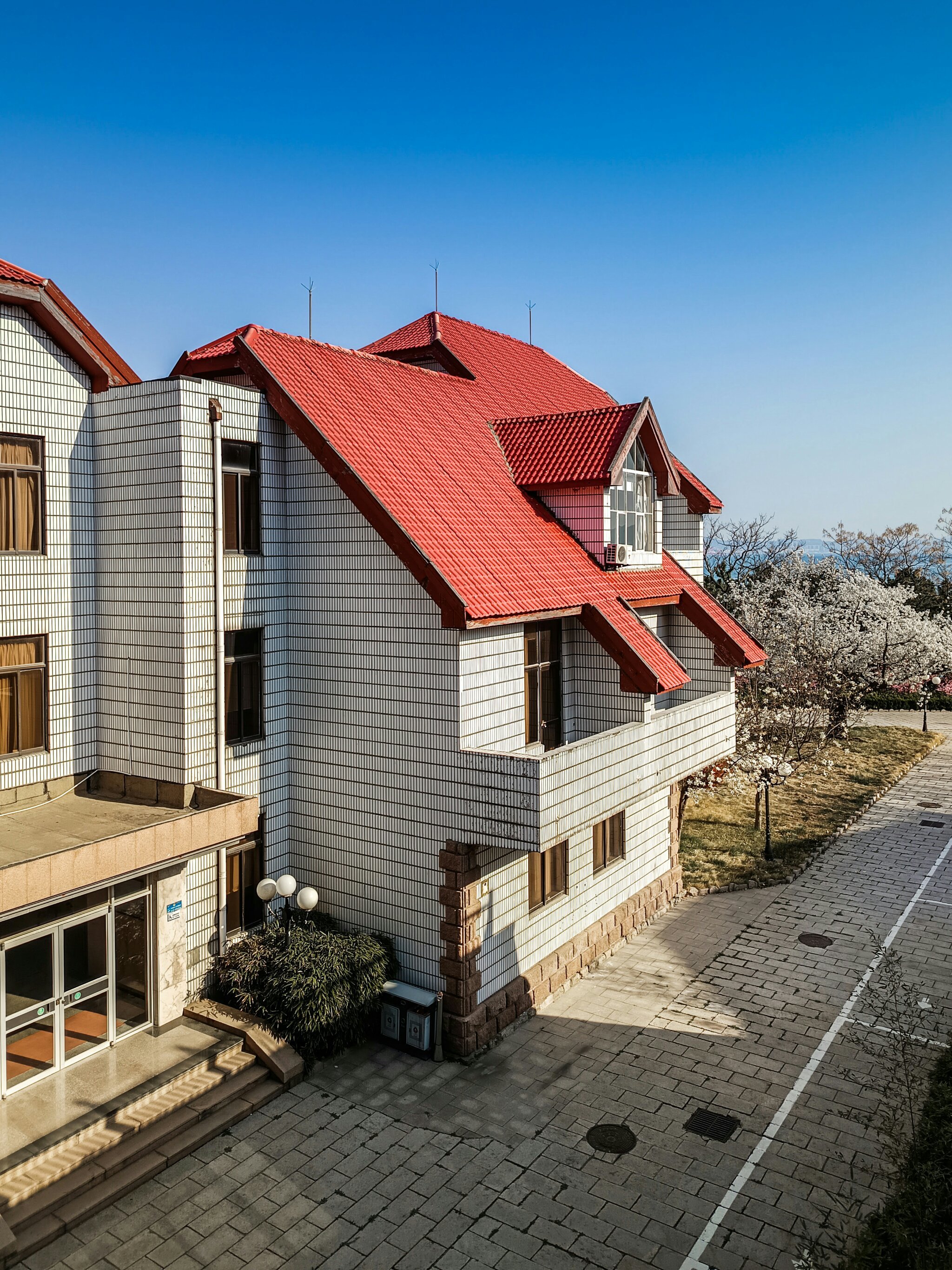 这里有一棵樱花树王,超美的!