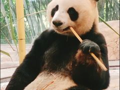 -广州长隆野生动物世界