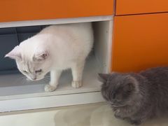 -三花喵·撸猫购宠·宠物生活馆(虹桥南丰城店)