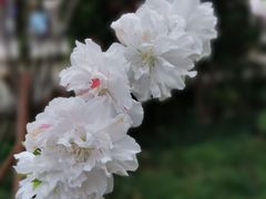 -上海市龙华烈士陵园