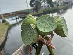 -莲花岛景区